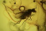 Detailed Fossil Flies, Spider And Beetle In Baltic Amber #90807-1